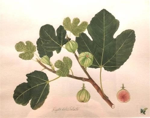 accademia dei georgofili